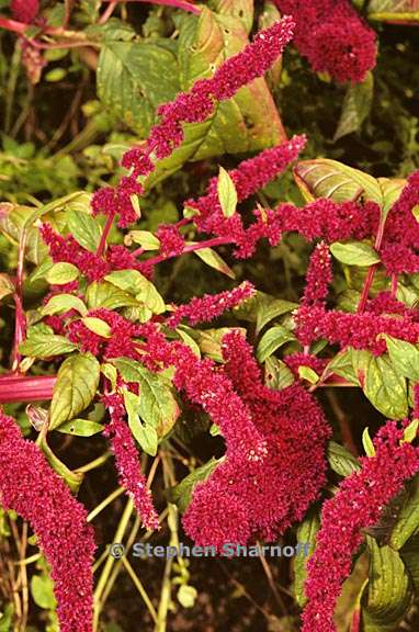 amaranthus 1 graphic